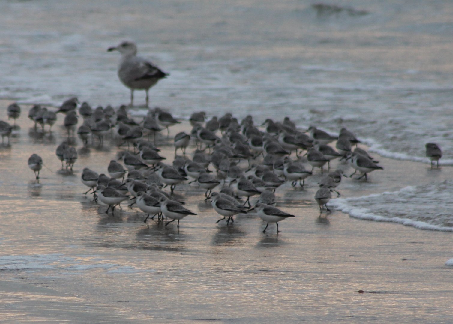 Sanderlings - and gull