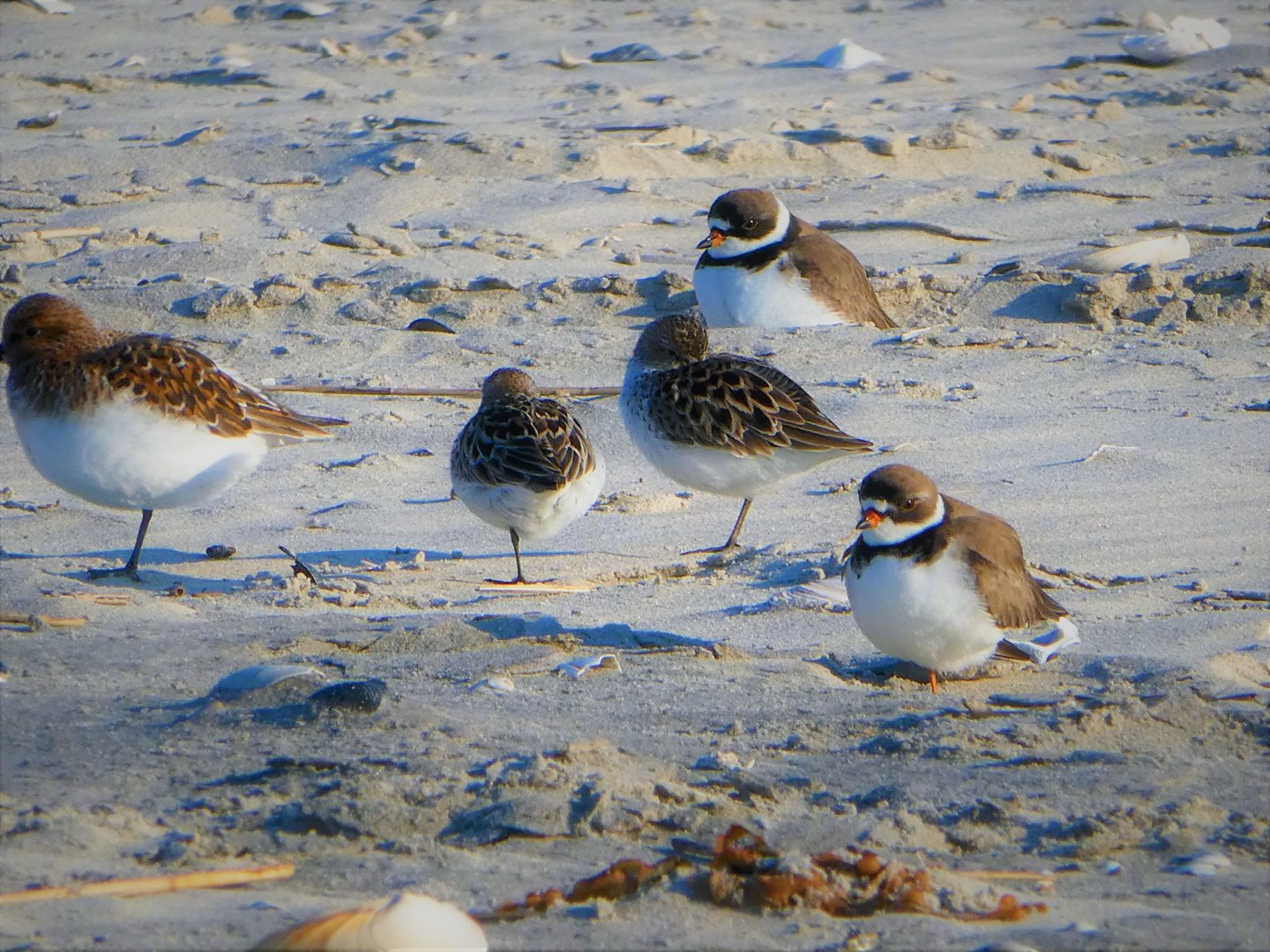 Sanderlings and Semipalmated Plovers