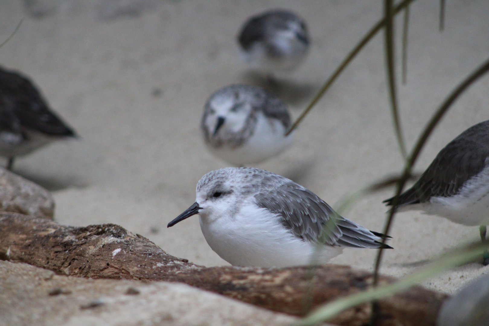 Sanderlings (Calidris alba)