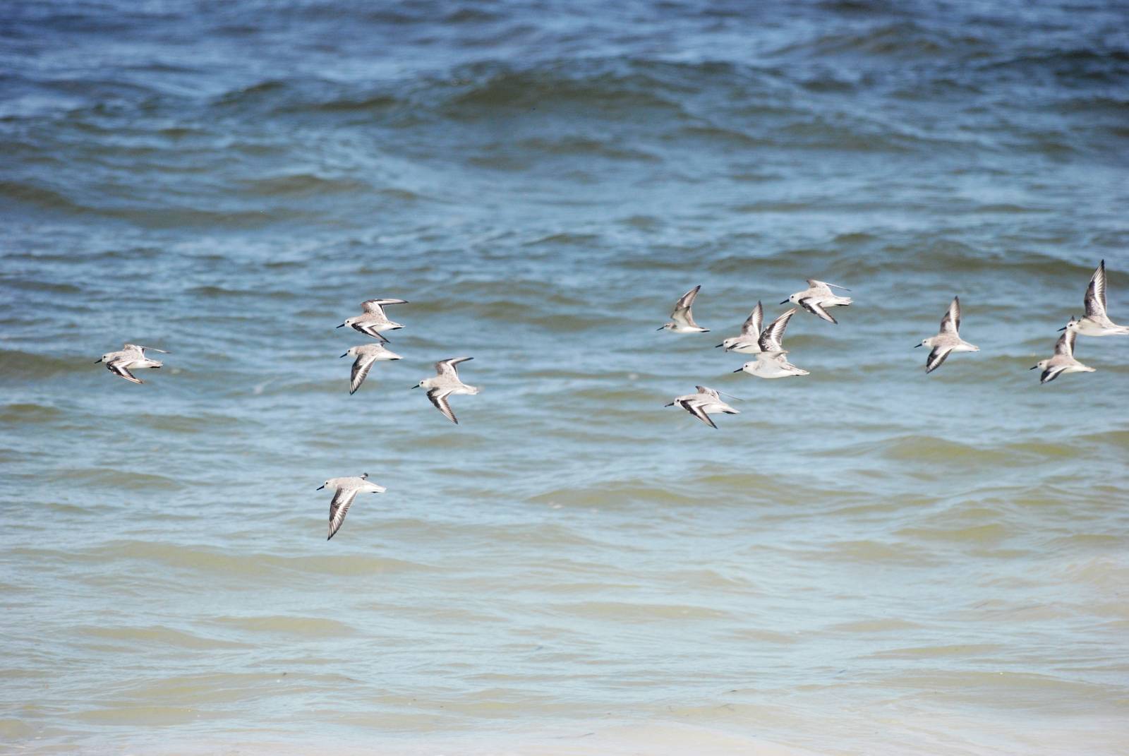 Sanderlings, Cayo Costa, October 2013