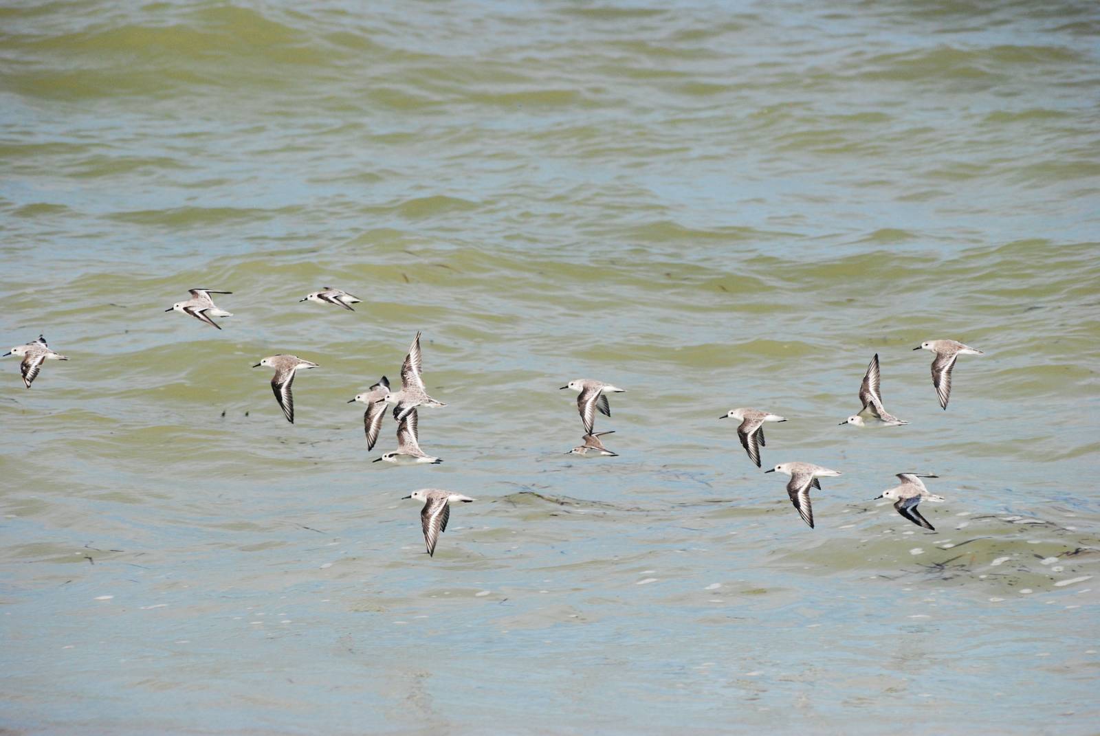Sanderlings, Cayo Costa, October 2013