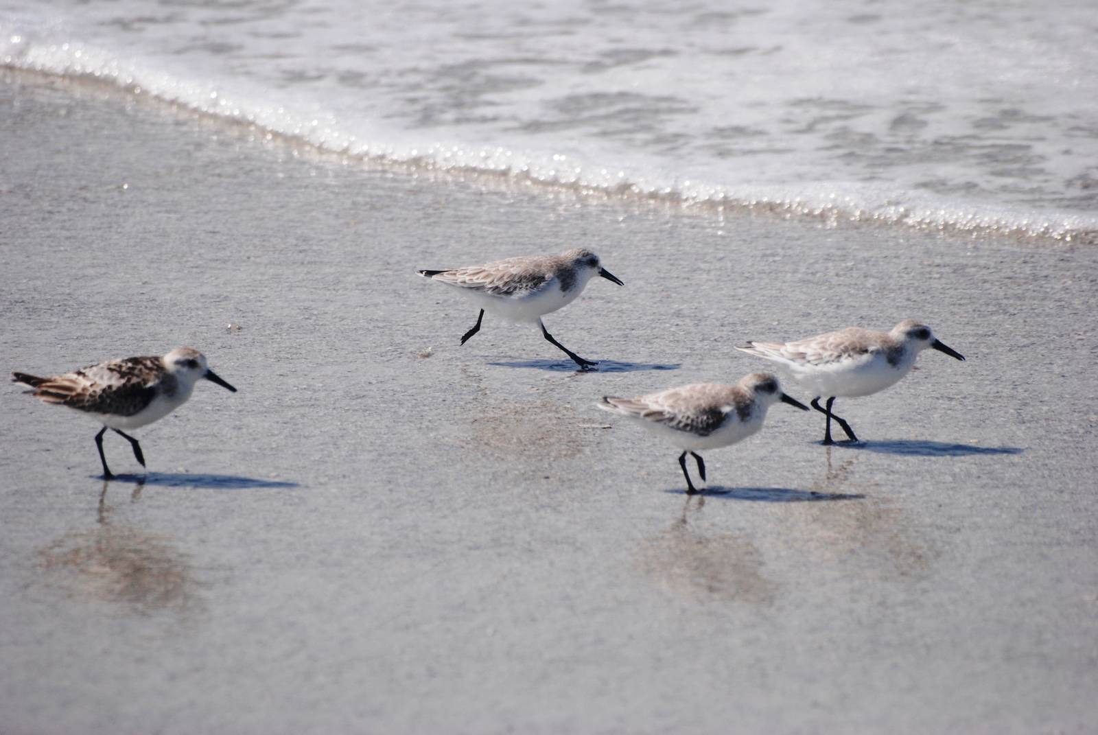 Sanderlings, Cayo Costa, October 2013