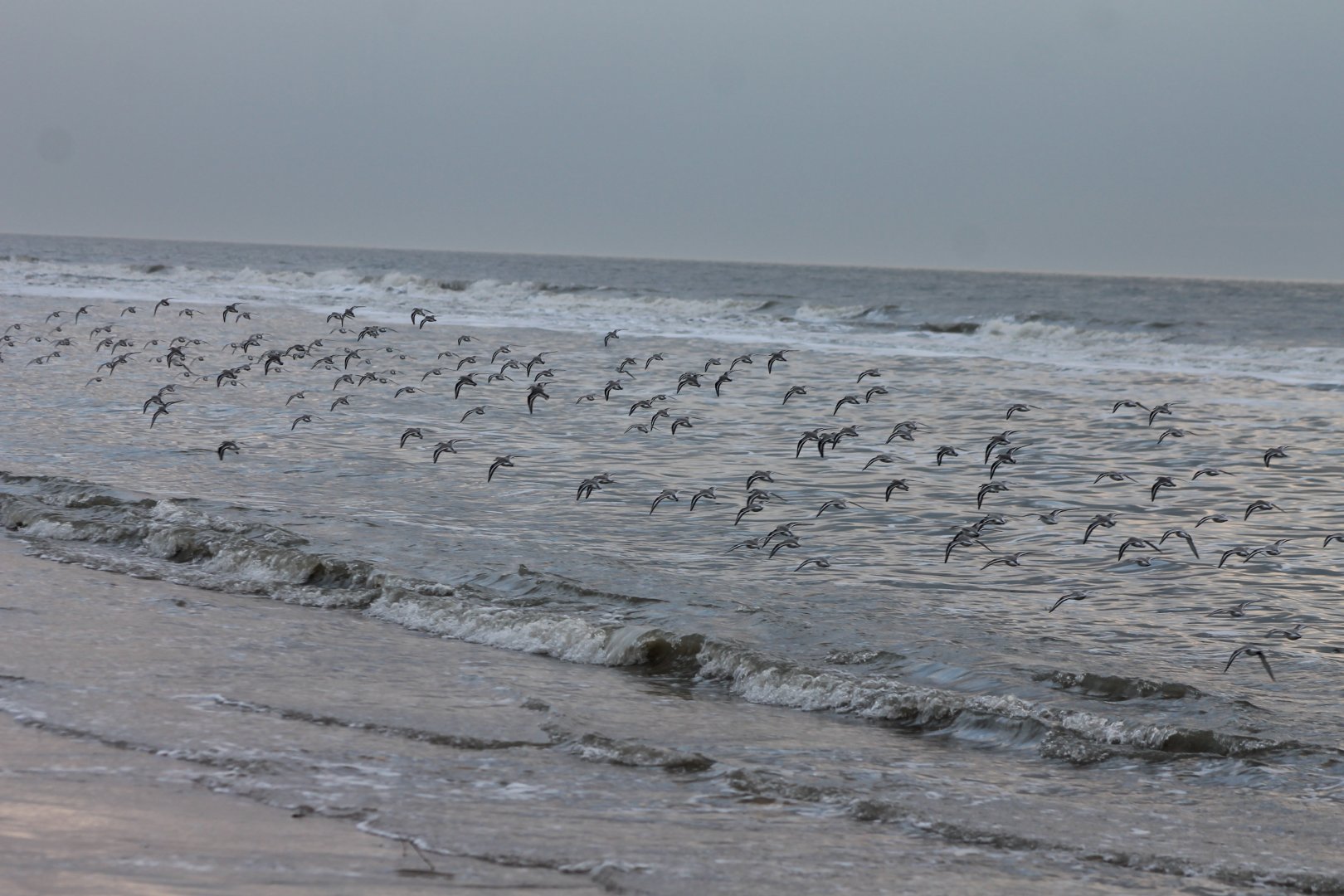 Sanderlings In flight