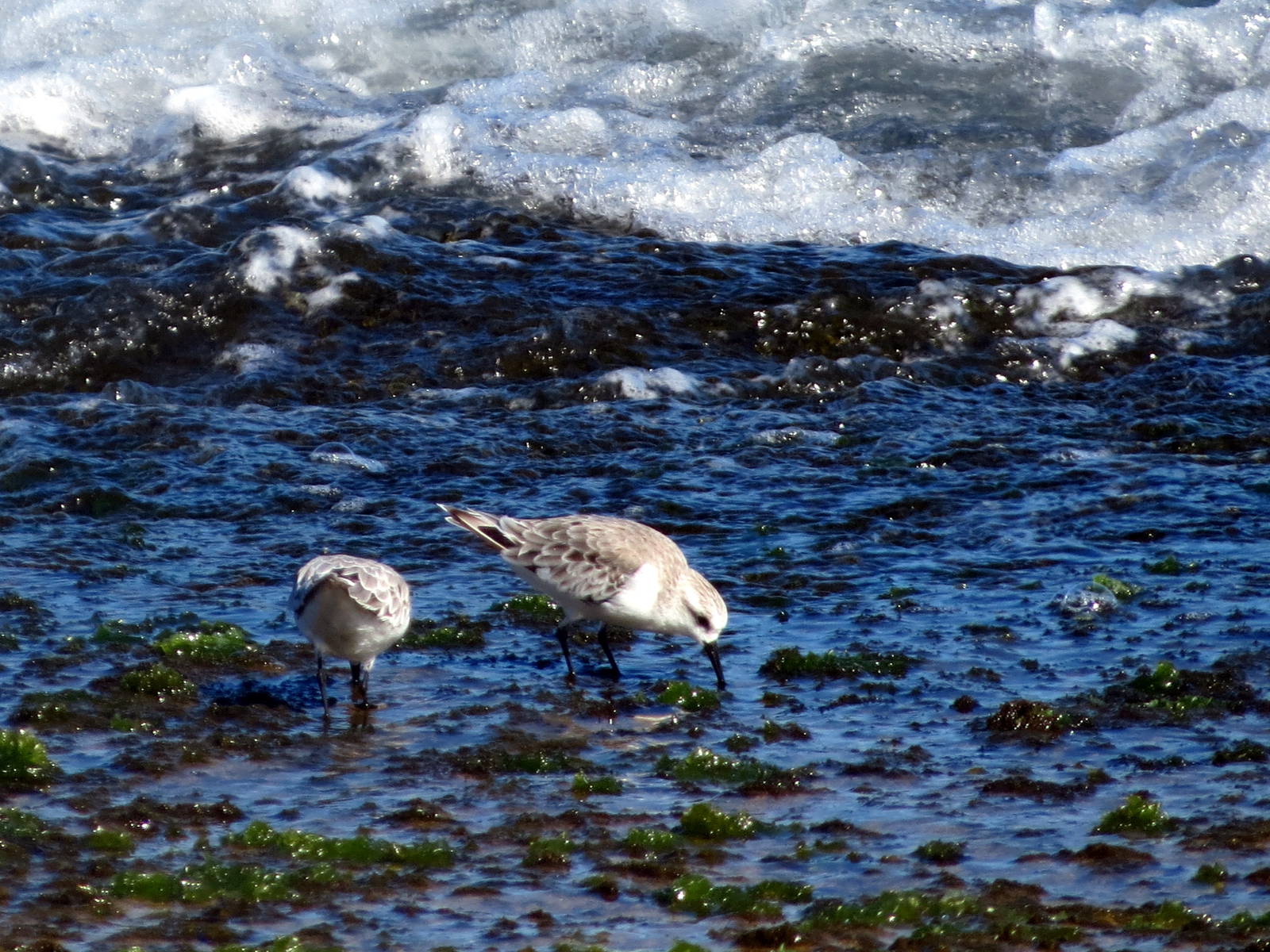 Sanderlings