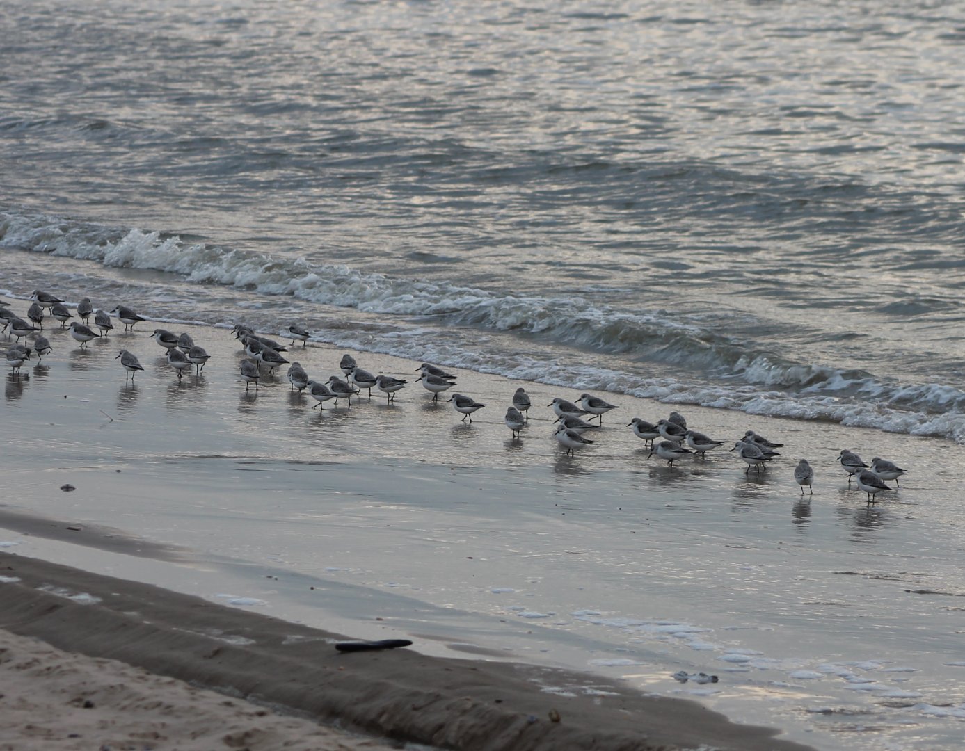 Sanderlings
