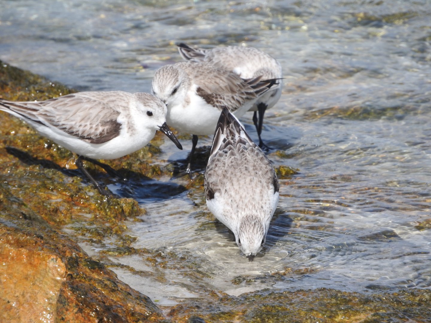 Sanderlings