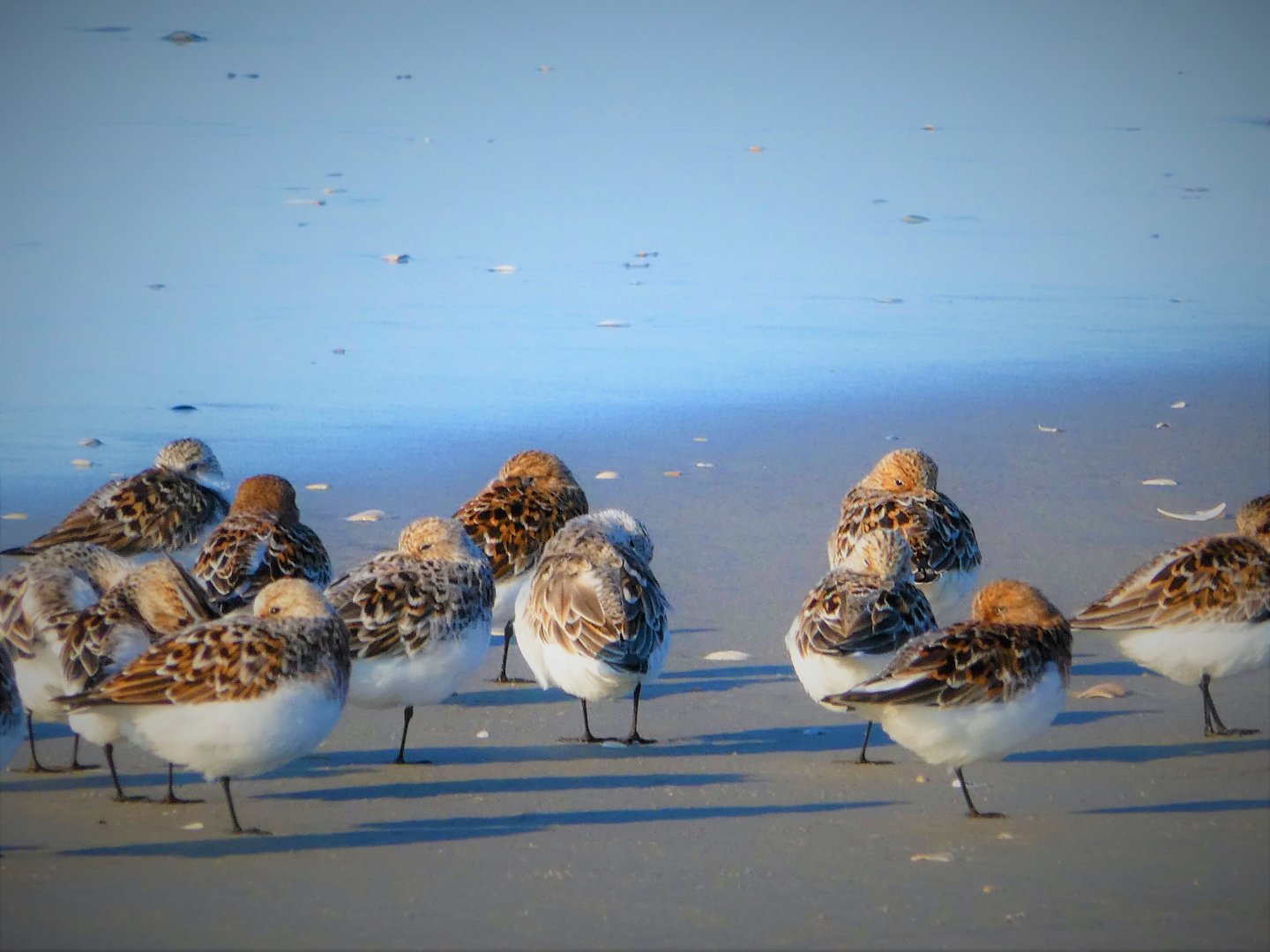 Sanderlings