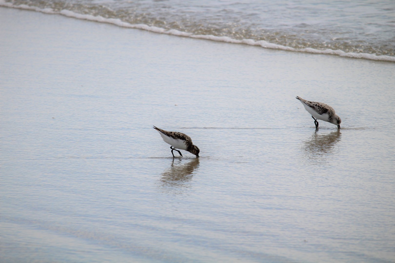 Sanderlings