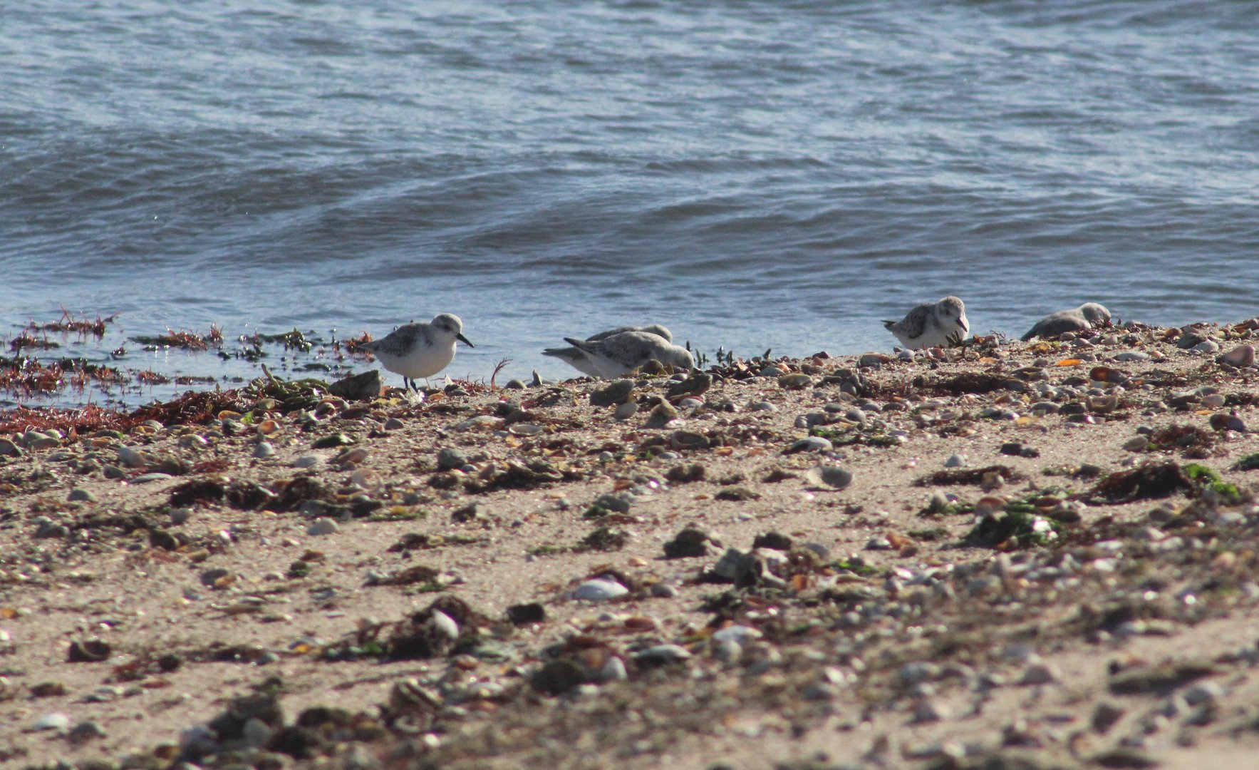 Sanderlings