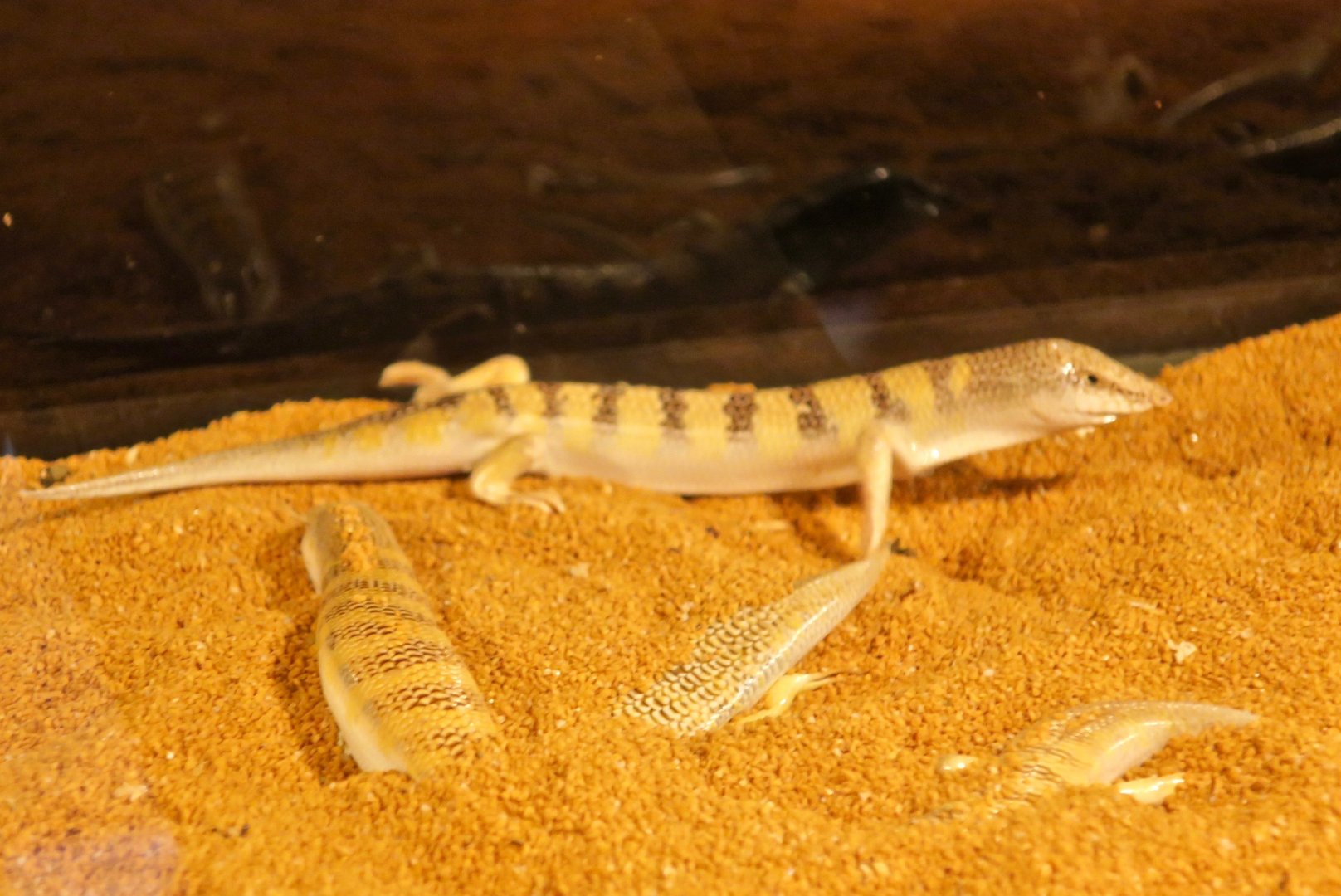 Sandfish Skink (Scincus scincus)