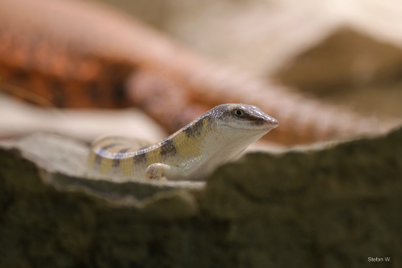 Sandfish Skink (Scincus scincus)