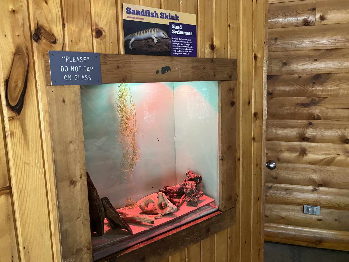 Sandfish Skink Terrarium