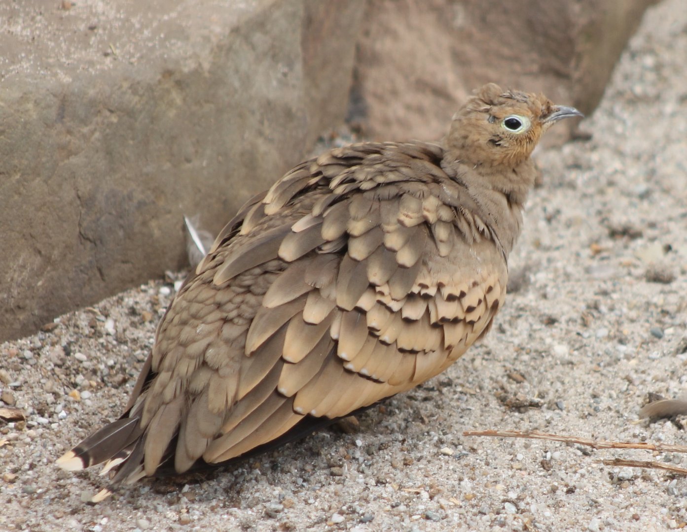 Sandgrouse