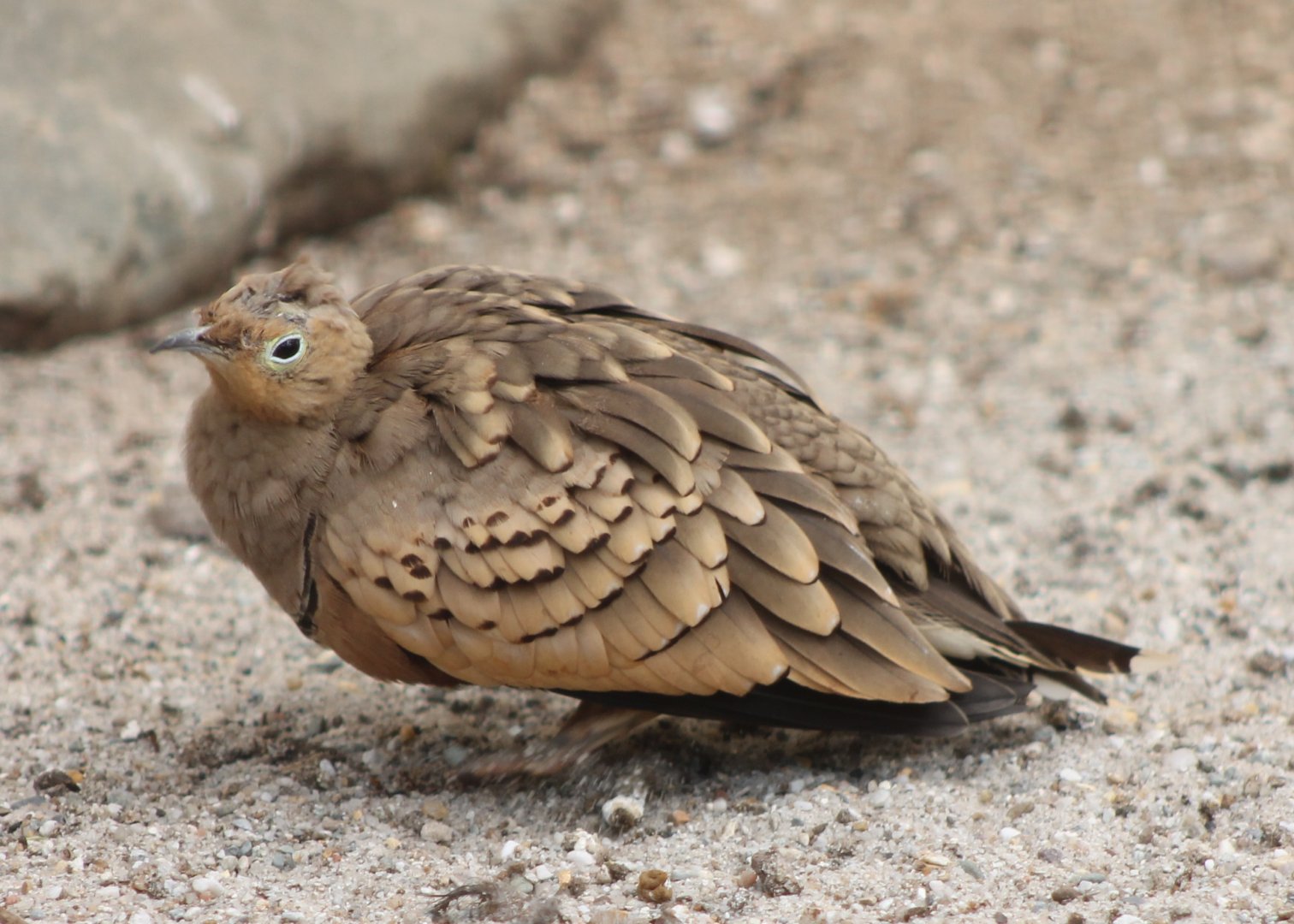 Sandgrouse