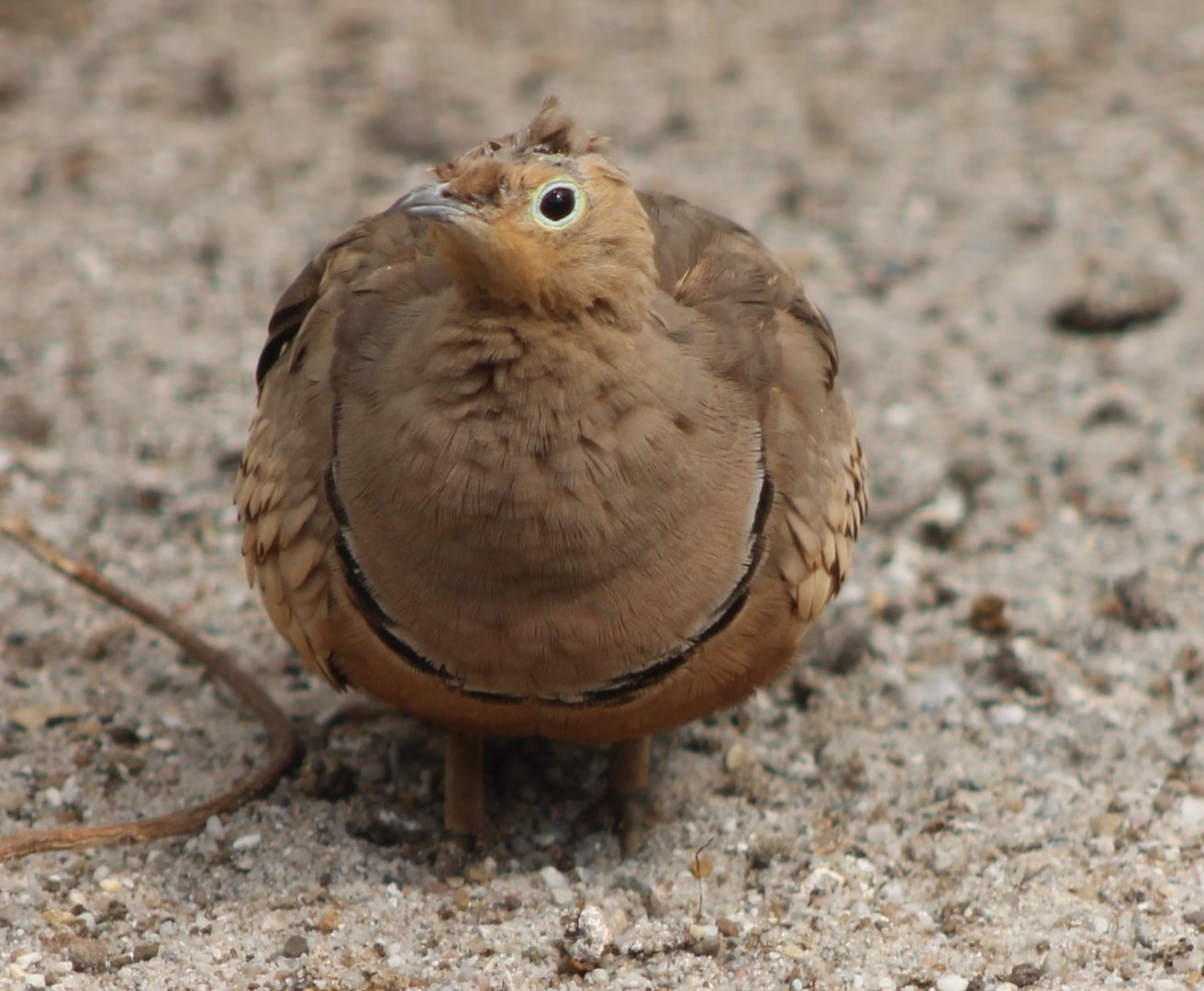 Sandgrouse
