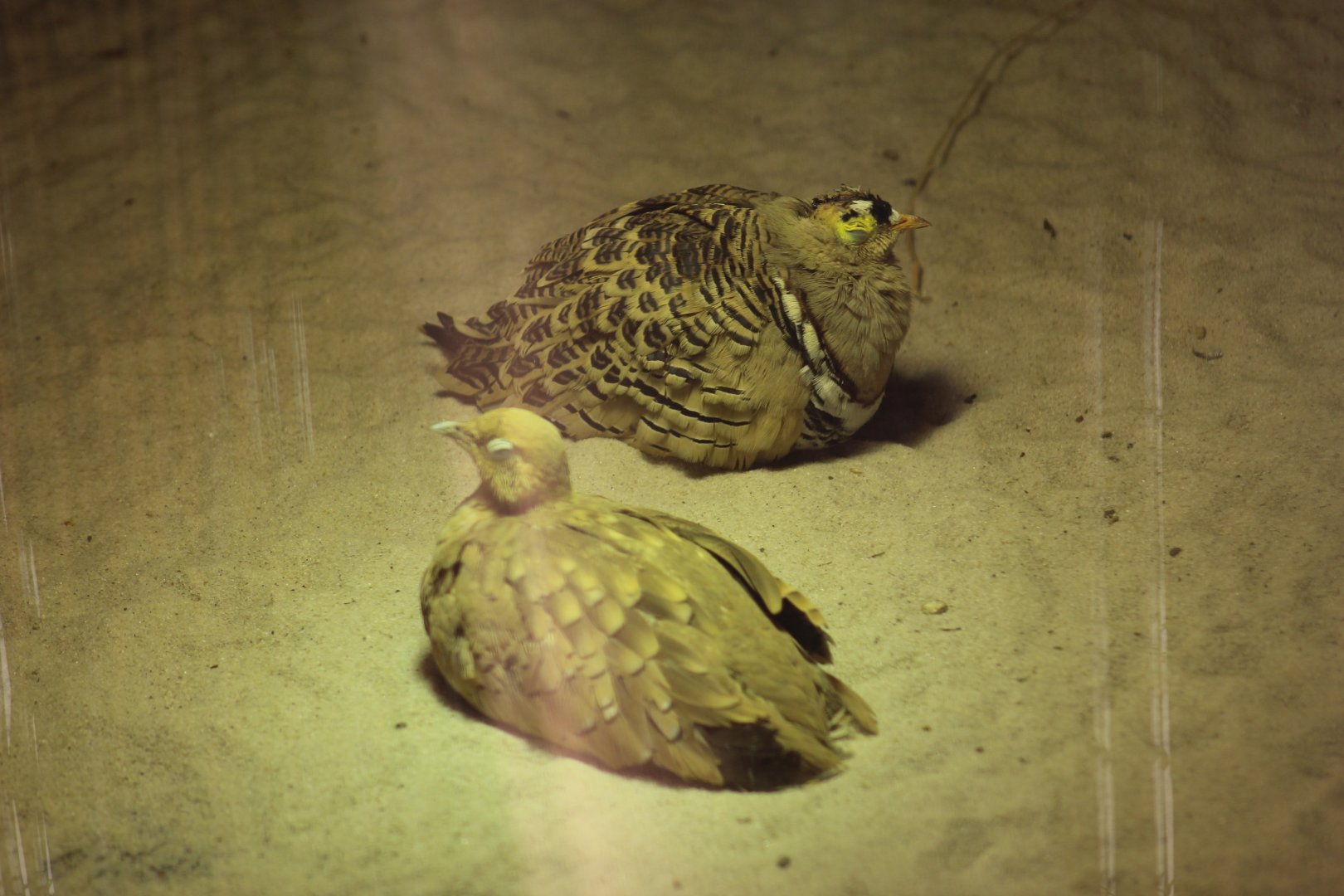 Sandgrouse