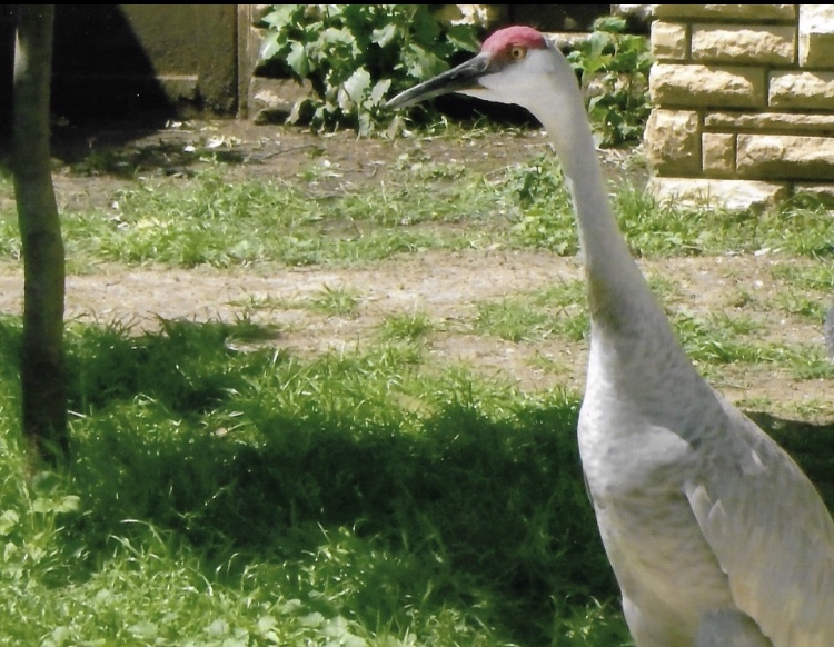 sandhill crane 2010