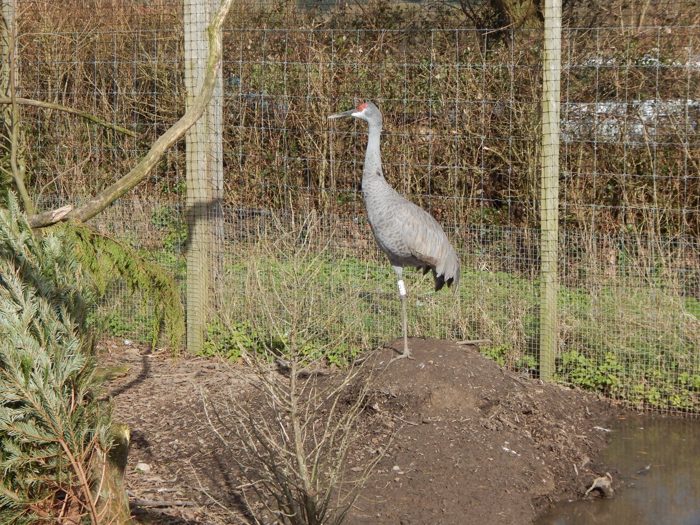 Sandhill crane 250222