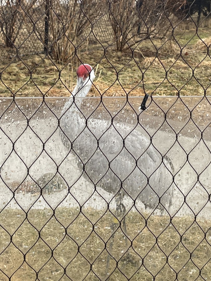 Sandhill Crane (3/17/22)