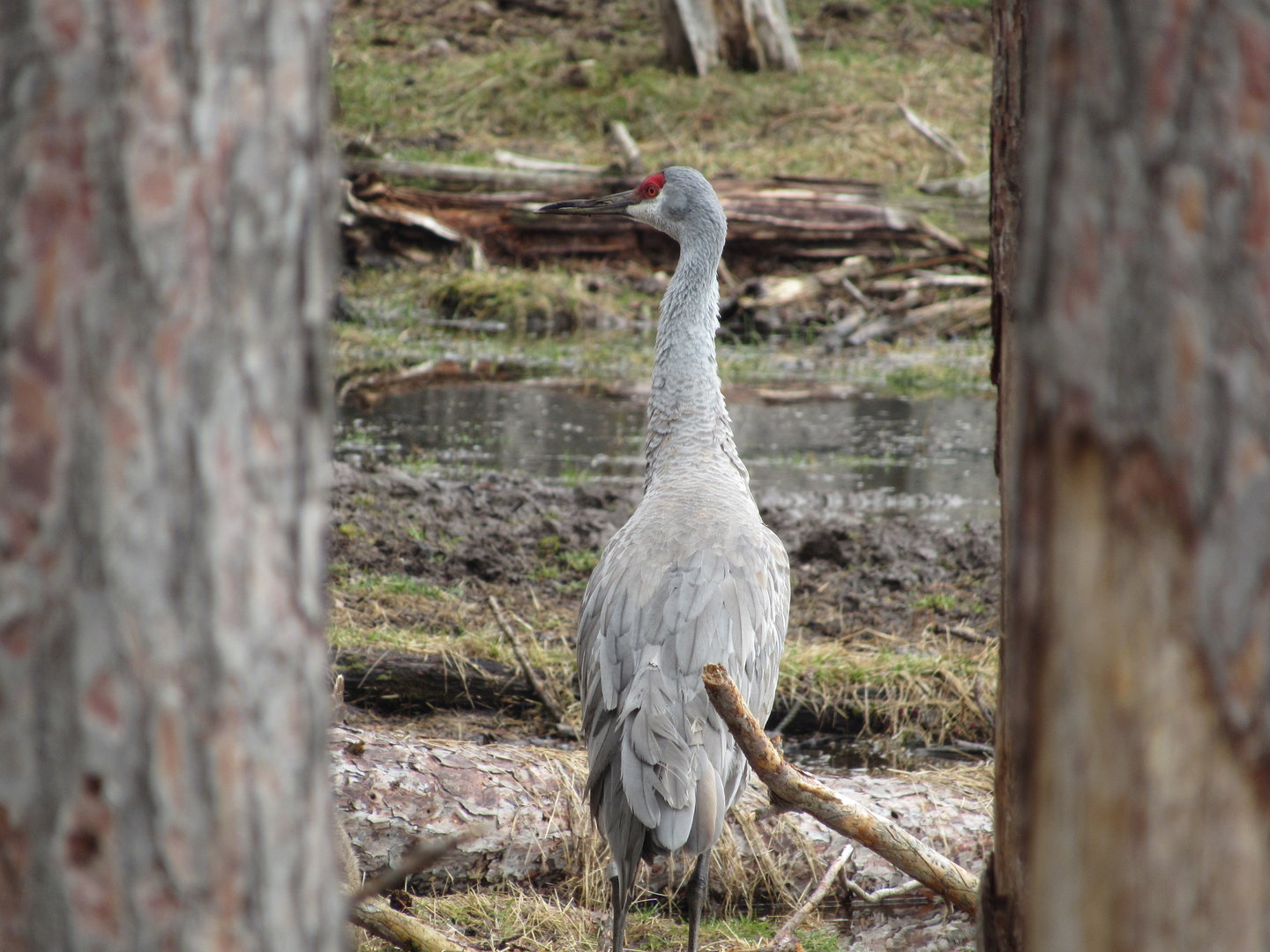 Sandhill Crane - 4/8/23