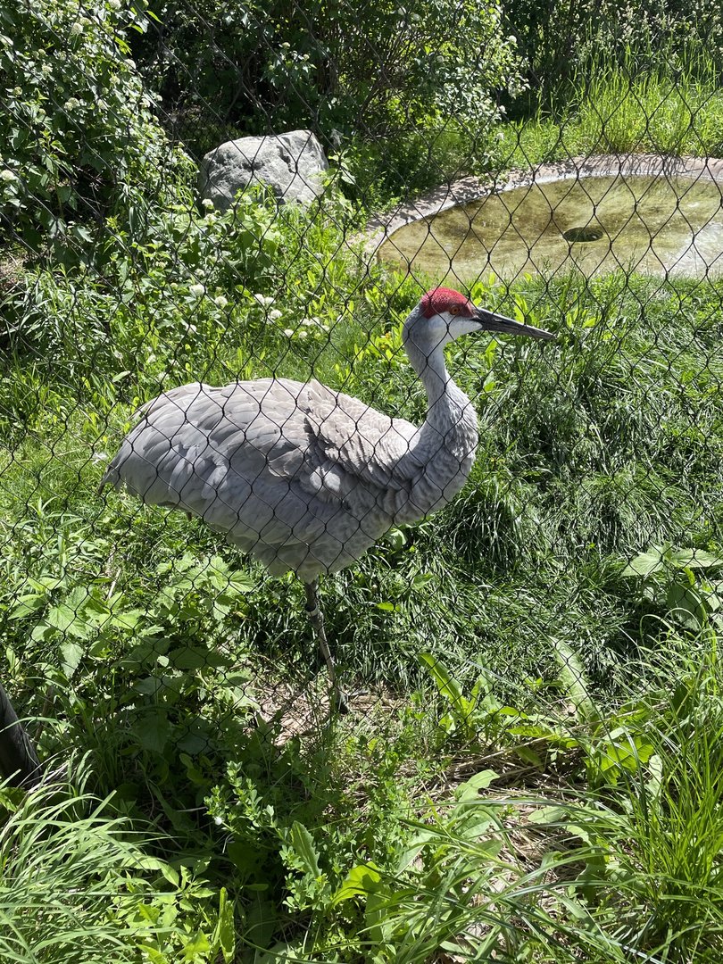Sandhill Crane (5/26/21)