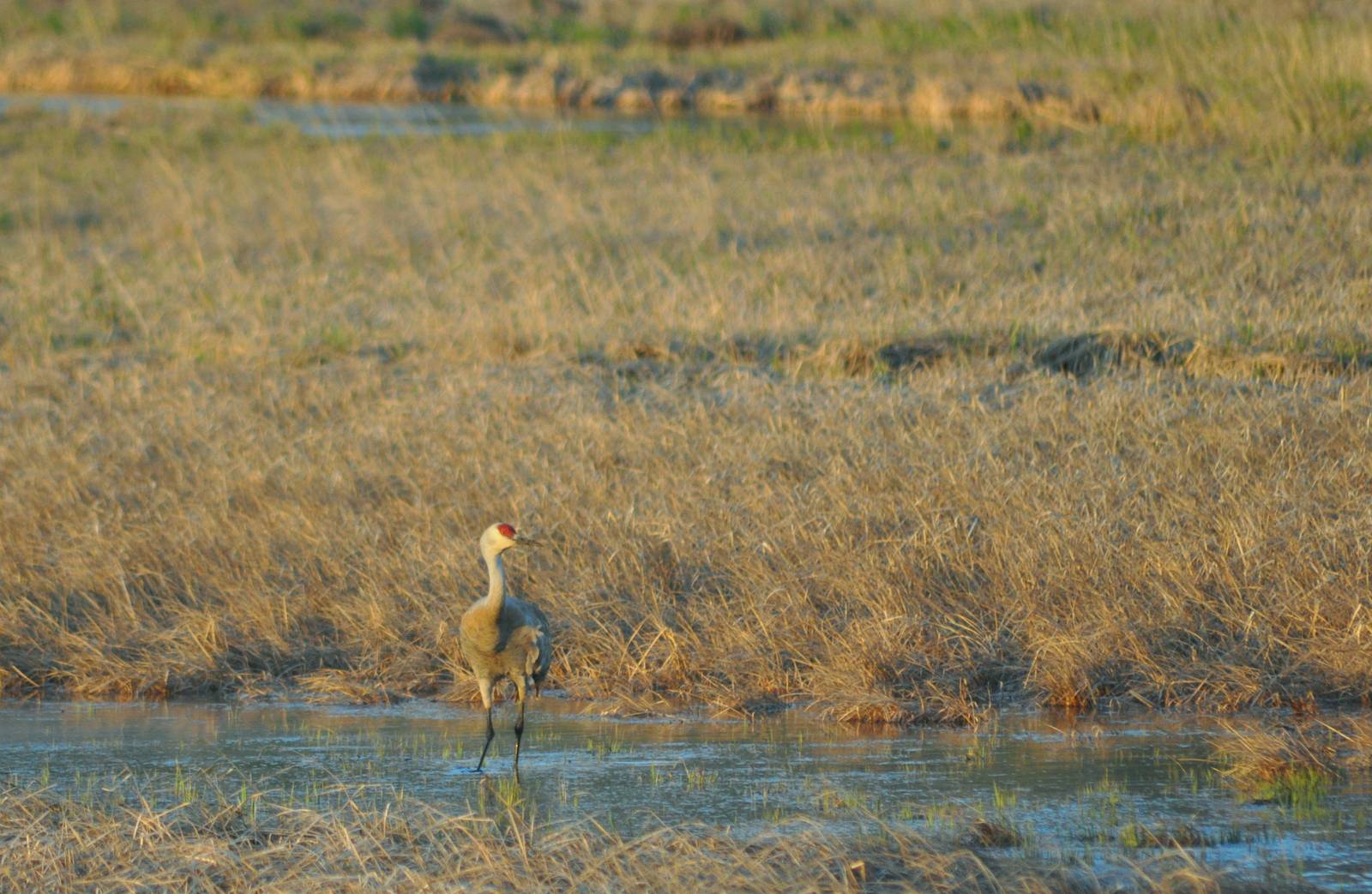 Sandhill Crane - Alaska (Potter Marsh)