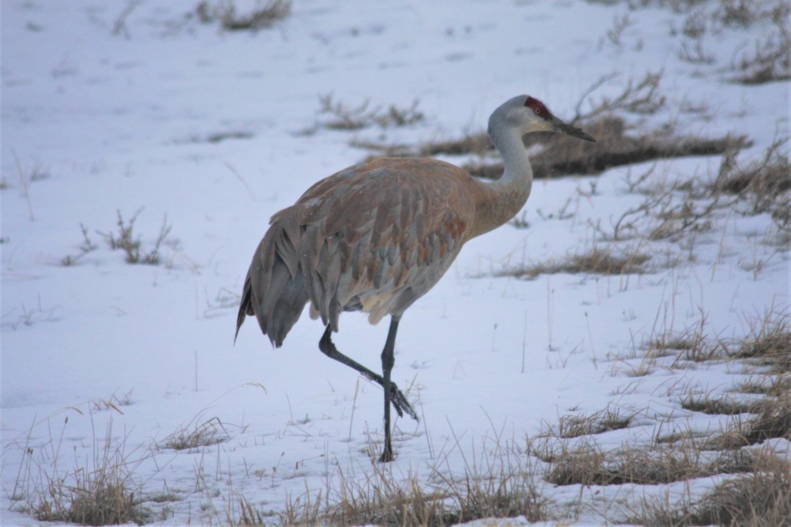 Sandhill Crane - Alaska