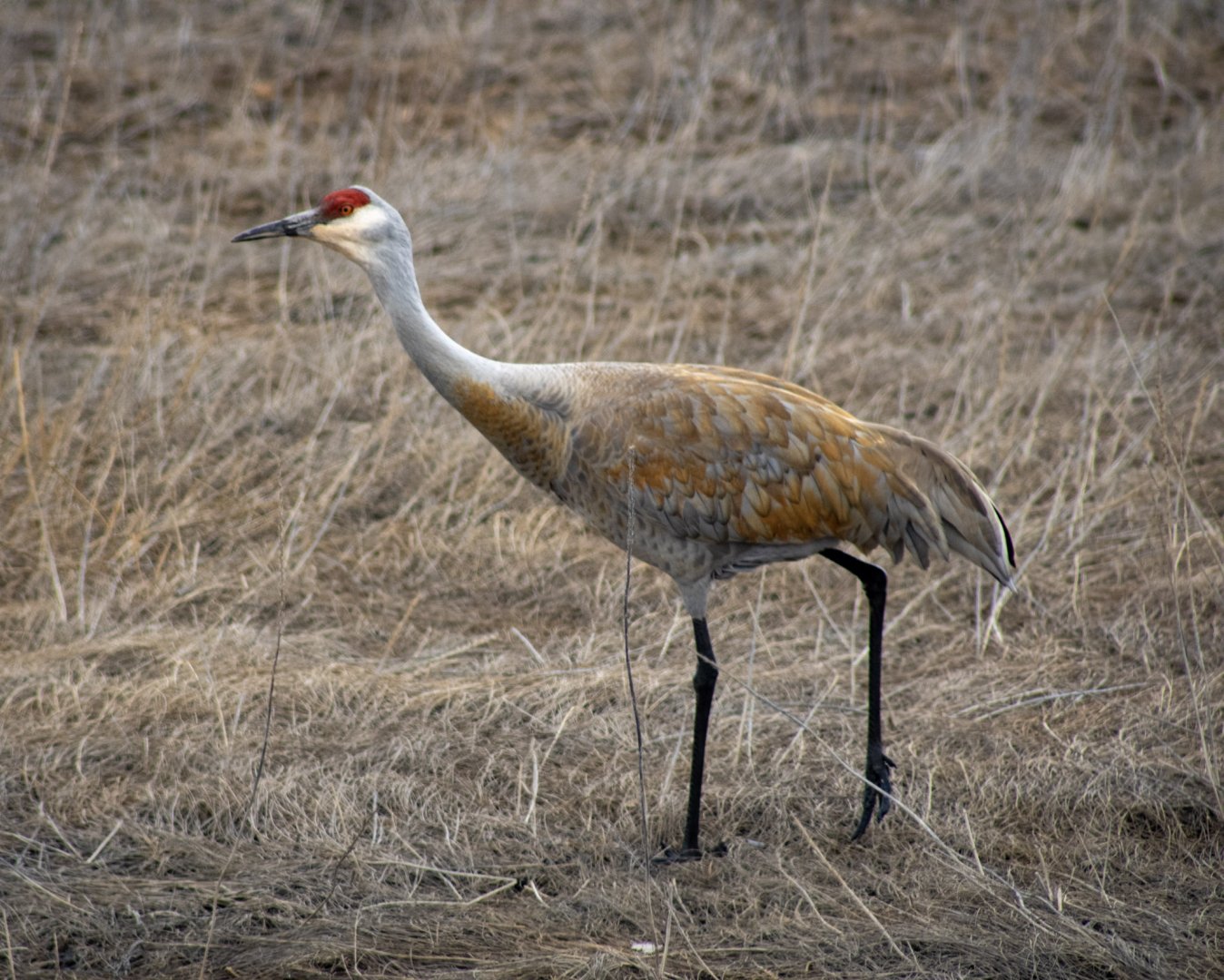 Sandhill Crane - Alaska