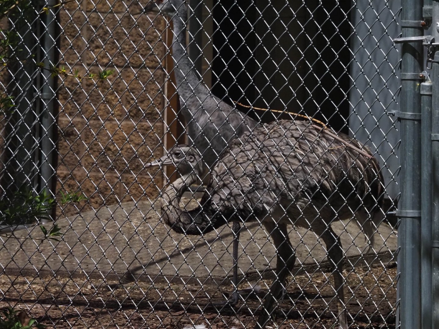 Sandhill Crane and Greater Rhea