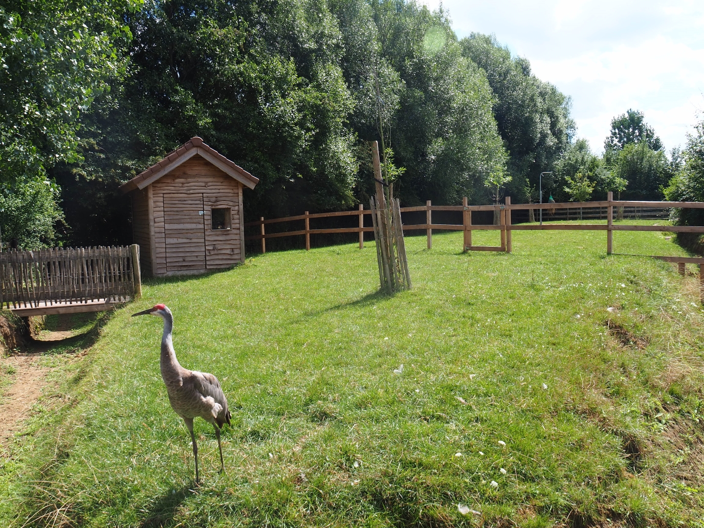 Sandhill crane and reindeer yard