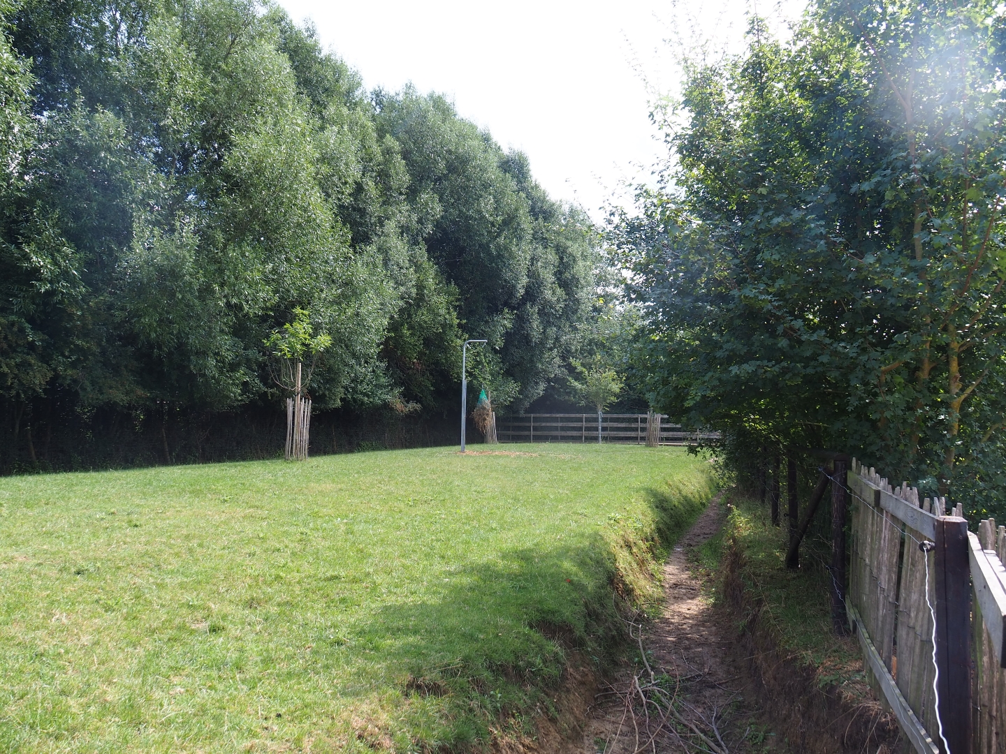 Sandhill crane and reindeer yard