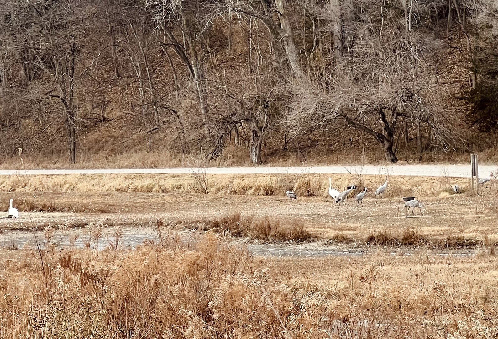 Sandhill Crane and Trumpeter Swan Exhibit