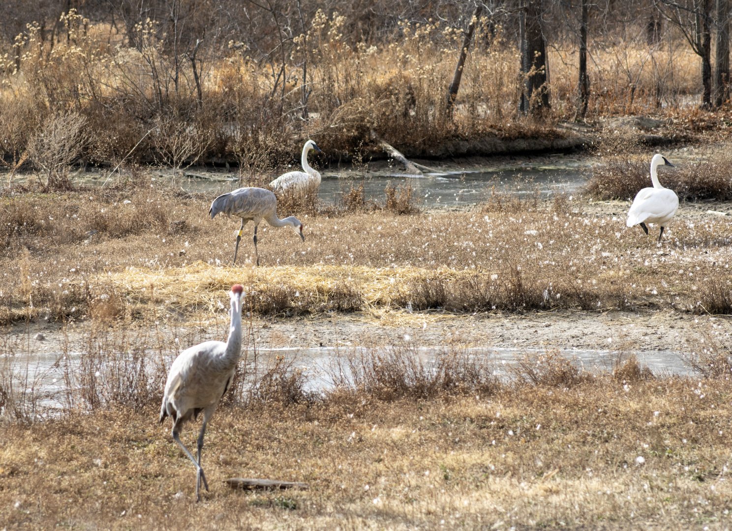 Sandhill Crane and Trumpeter Swan