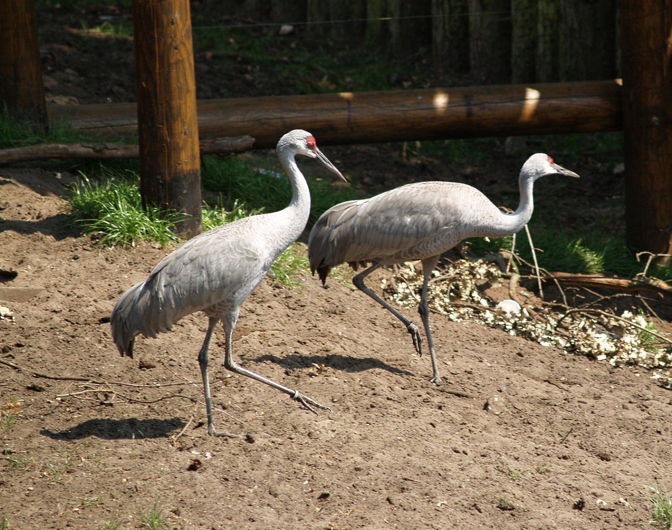 Sandhill crane (Antigone canadensis), 2006-07-08
