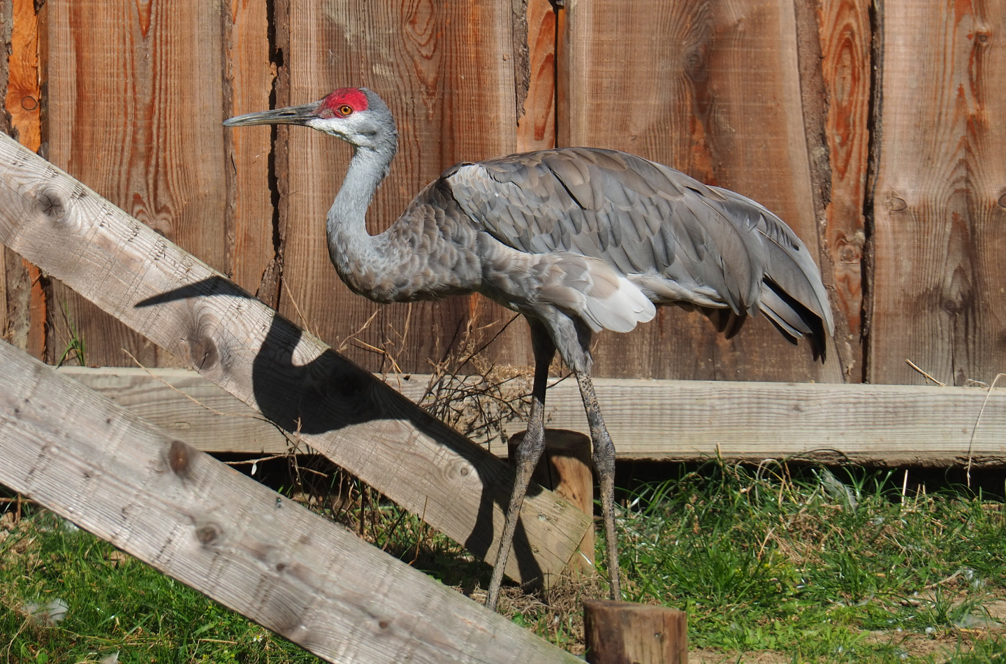 Sandhill crane (Antigone canadensis), 2020-09-12