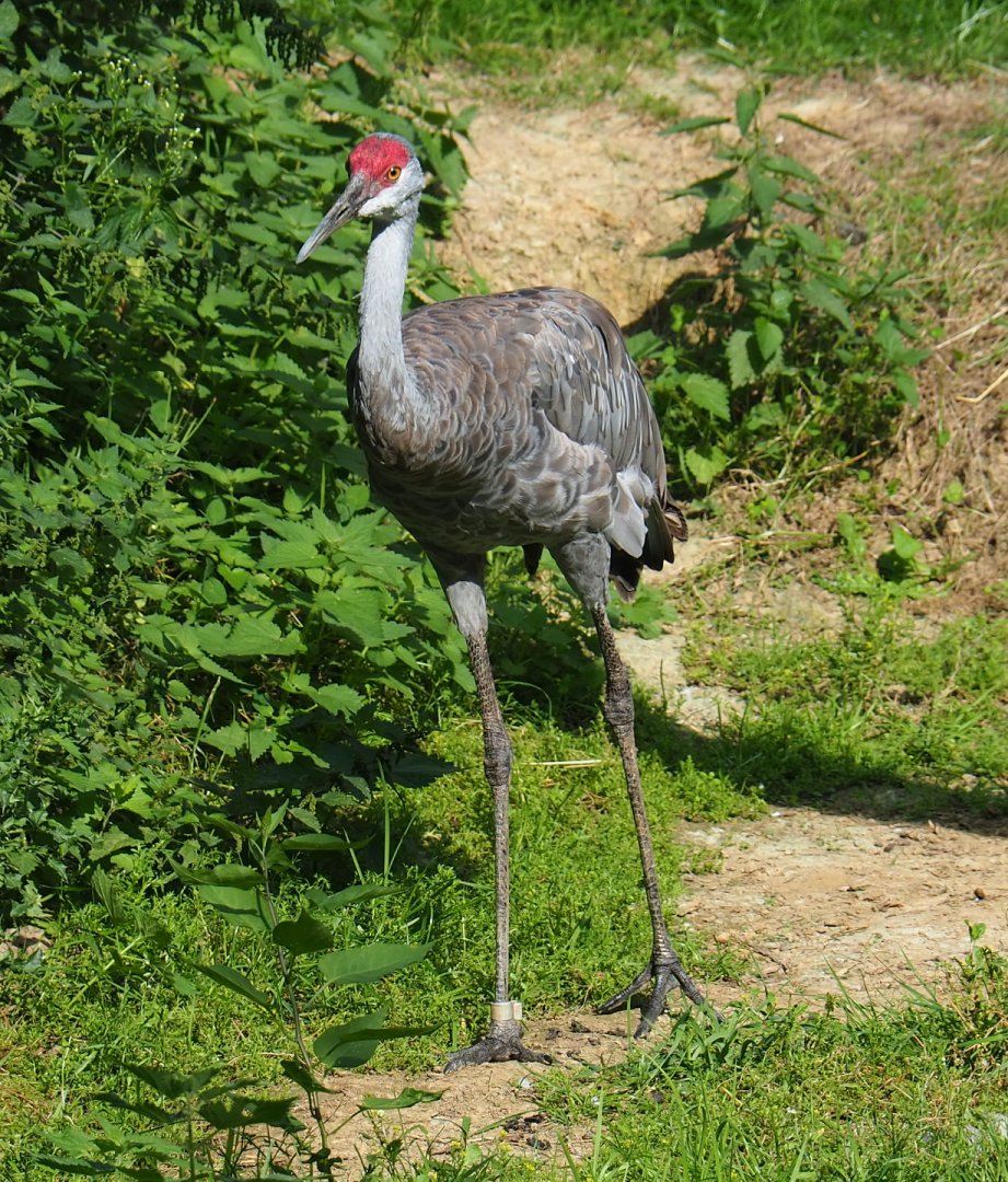 Sandhill crane (Antigone canadensis), 2020-09-12
