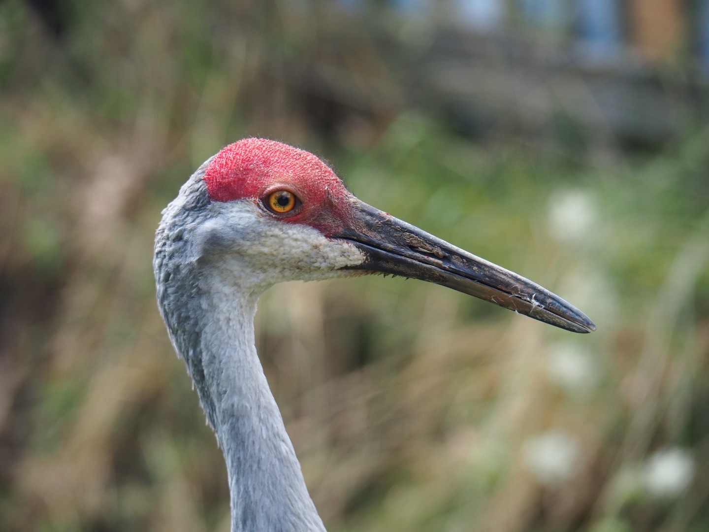 Sandhill crane (Antigone canadensis)