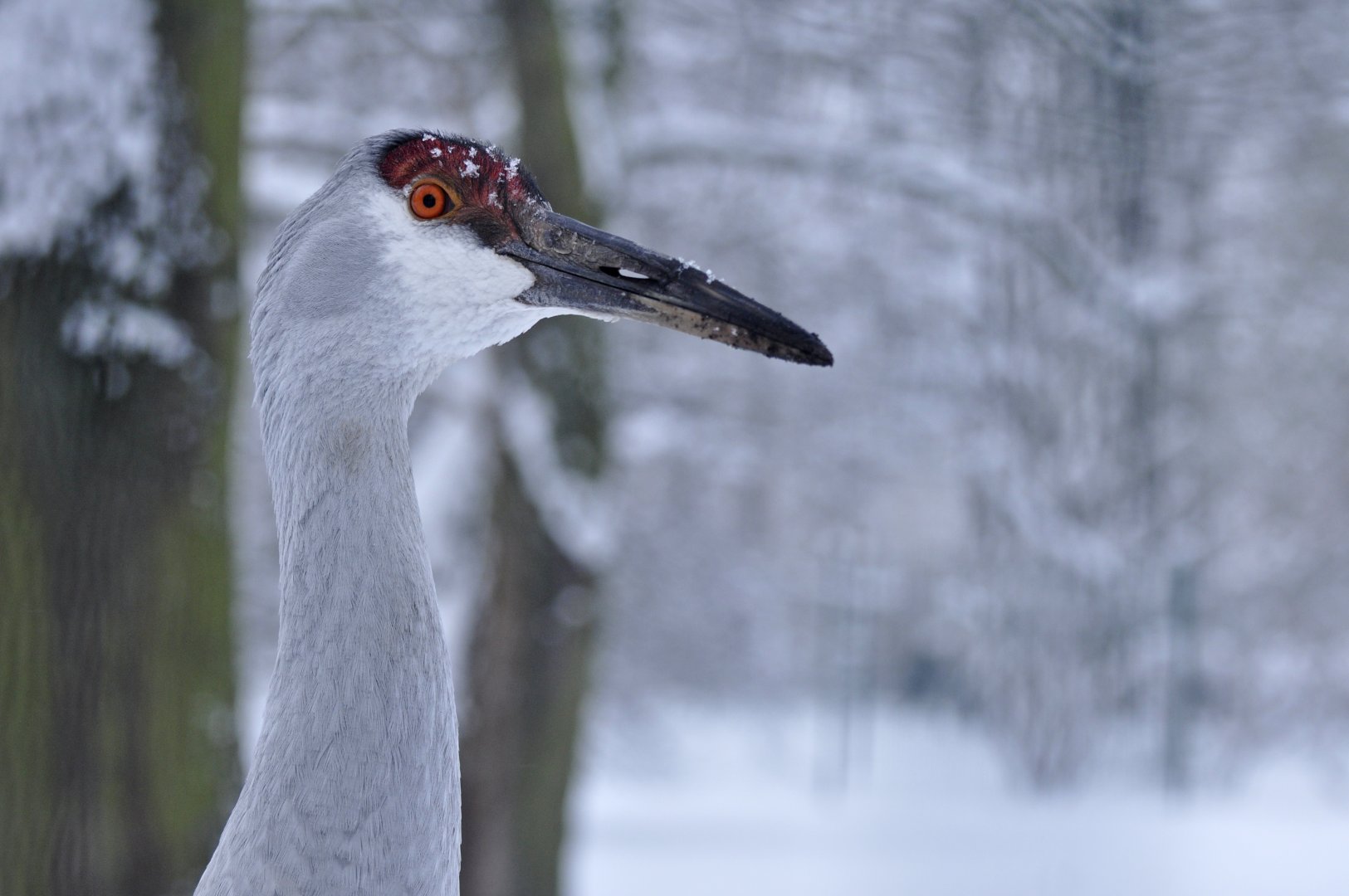 Sandhill crane (Antigone canadensis)