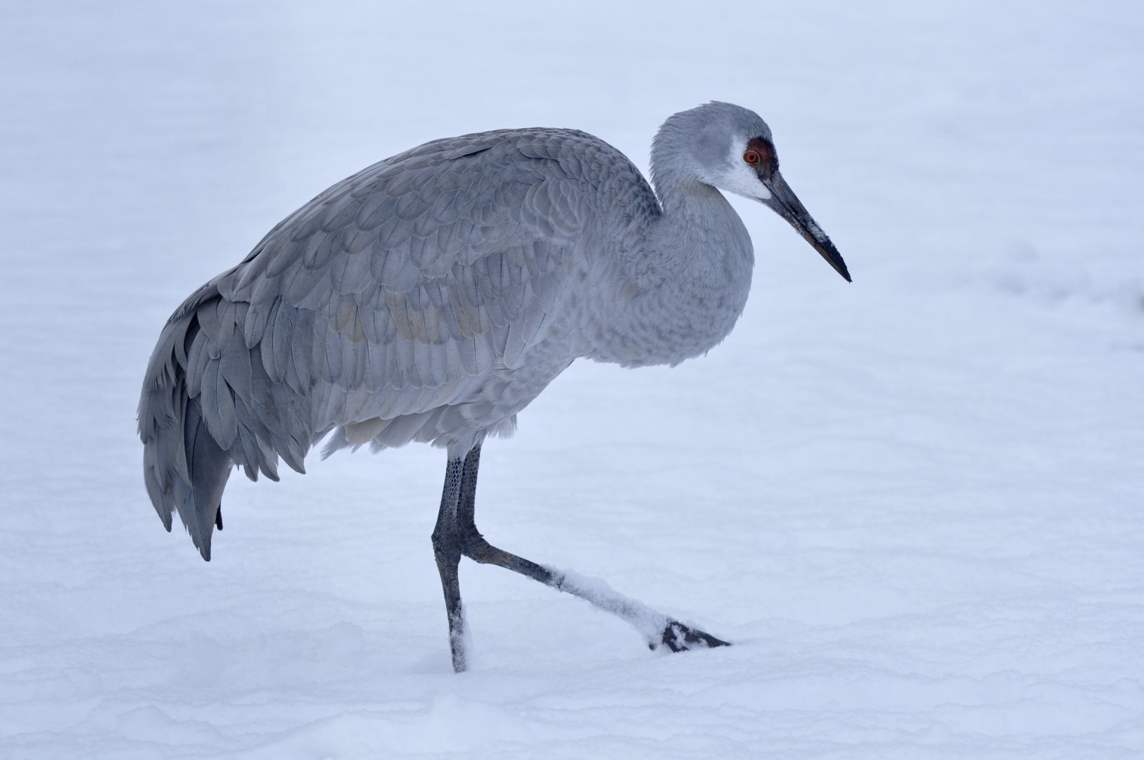Sandhill crane (Antigone canadensis)