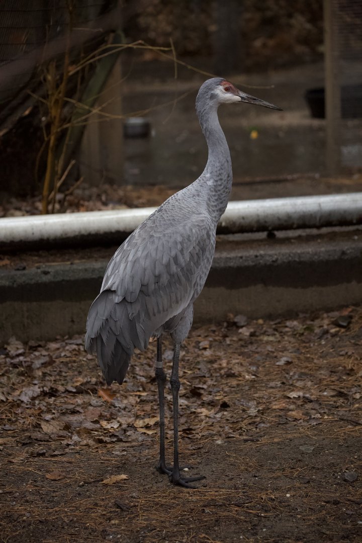 Sandhill crane/ Antigone canadensis