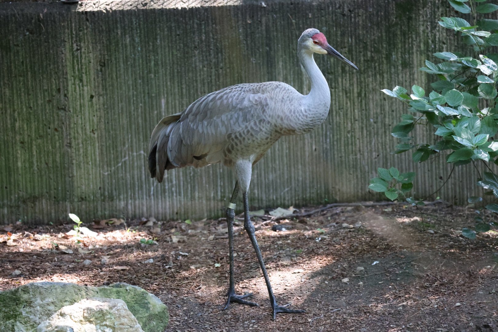 Sandhill crane (Antigone canadensis)