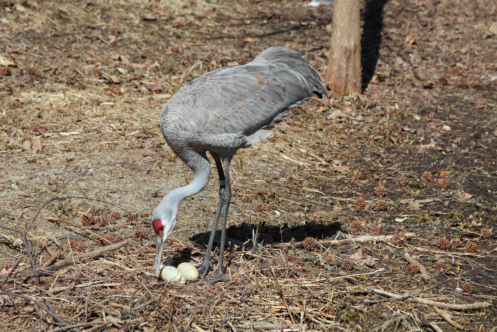 Sandhill Crane - Apr 2014