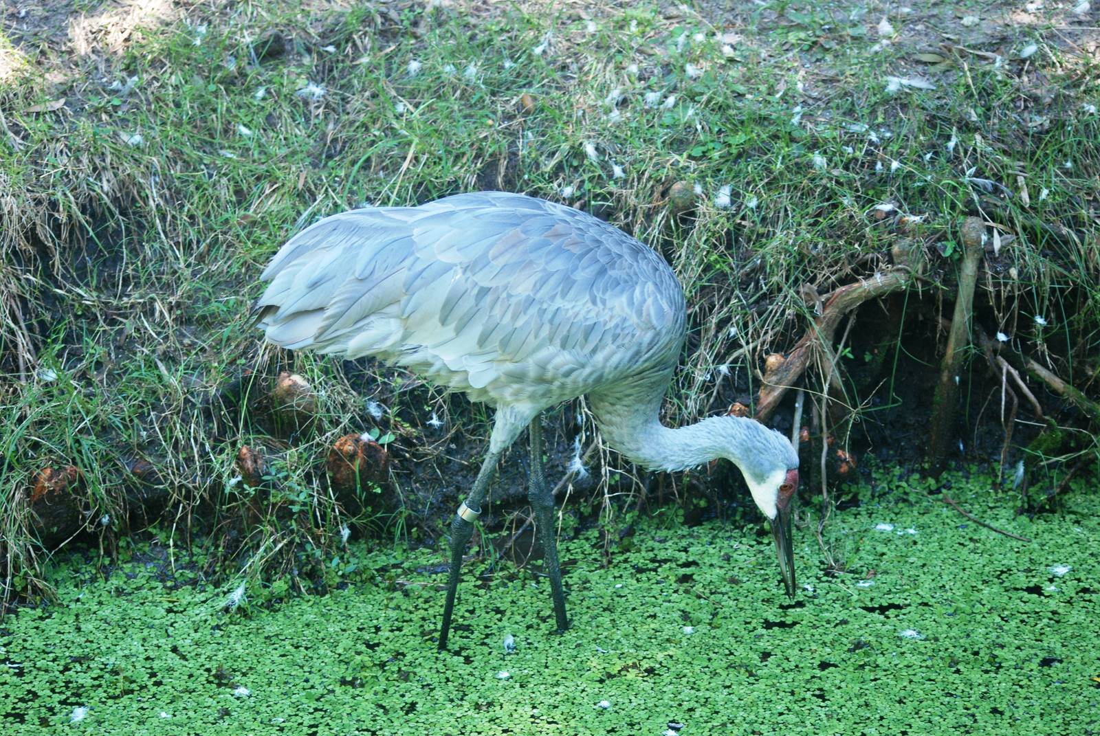 Sandhill Crane at Jacksonville, 10/10/13