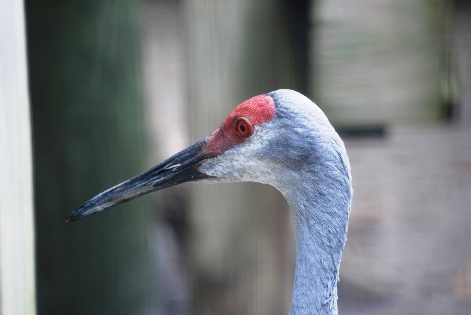 Sandhill Crane at Save our Seabirds, 07/10/13
