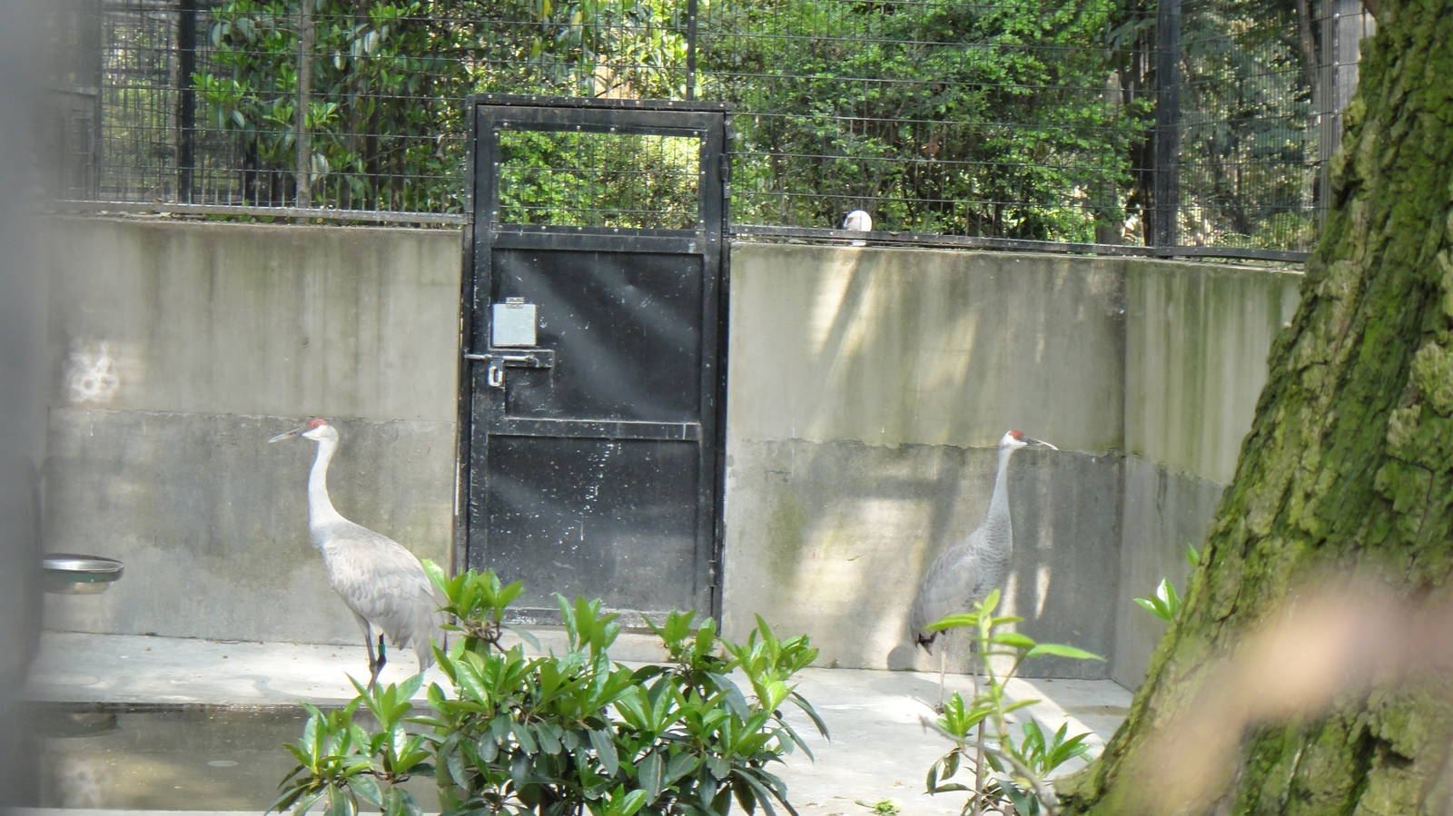 Sandhill crane at Shanghai zoo 2014-4-3