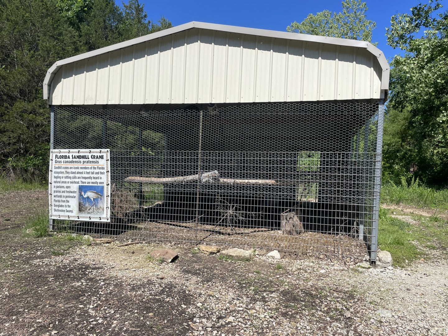 Sandhill Crane "Aviary"- May 2024