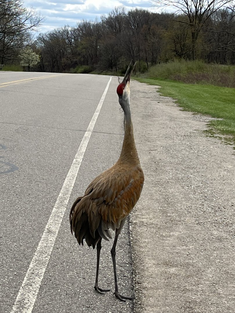Sandhill Crane Calling
