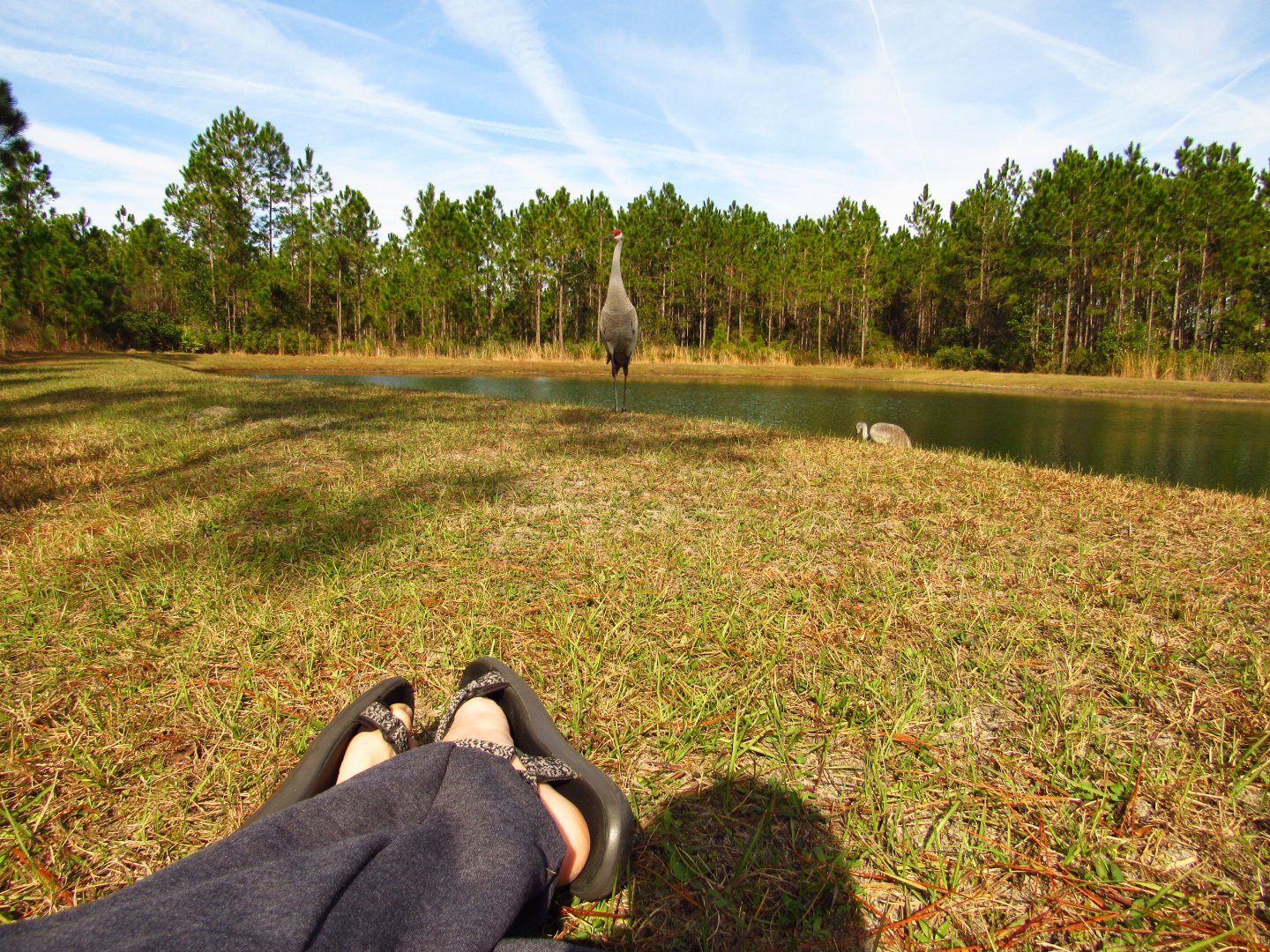 Sandhill Crane Closeness