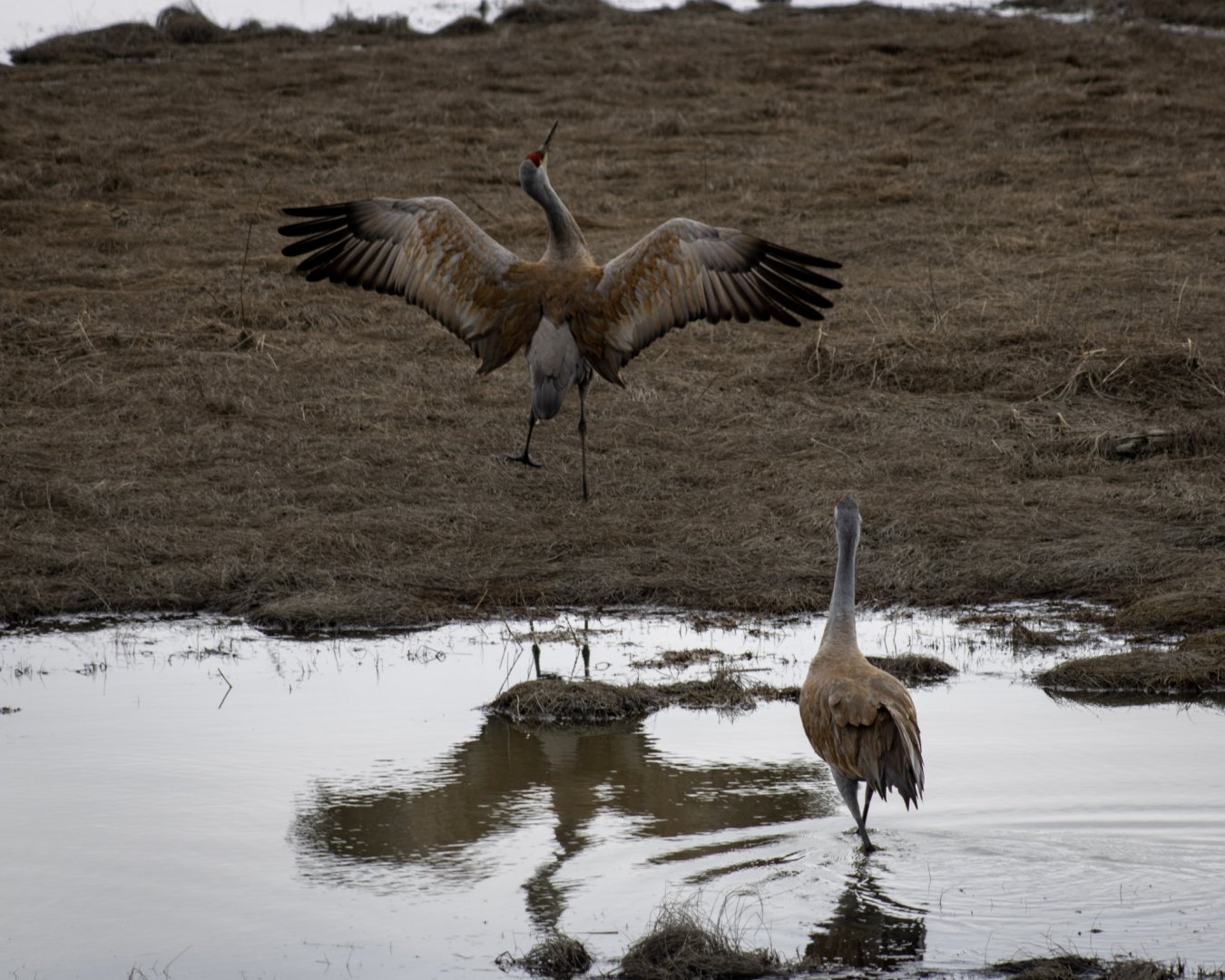 Sandhill Crane Dancing - Alaska