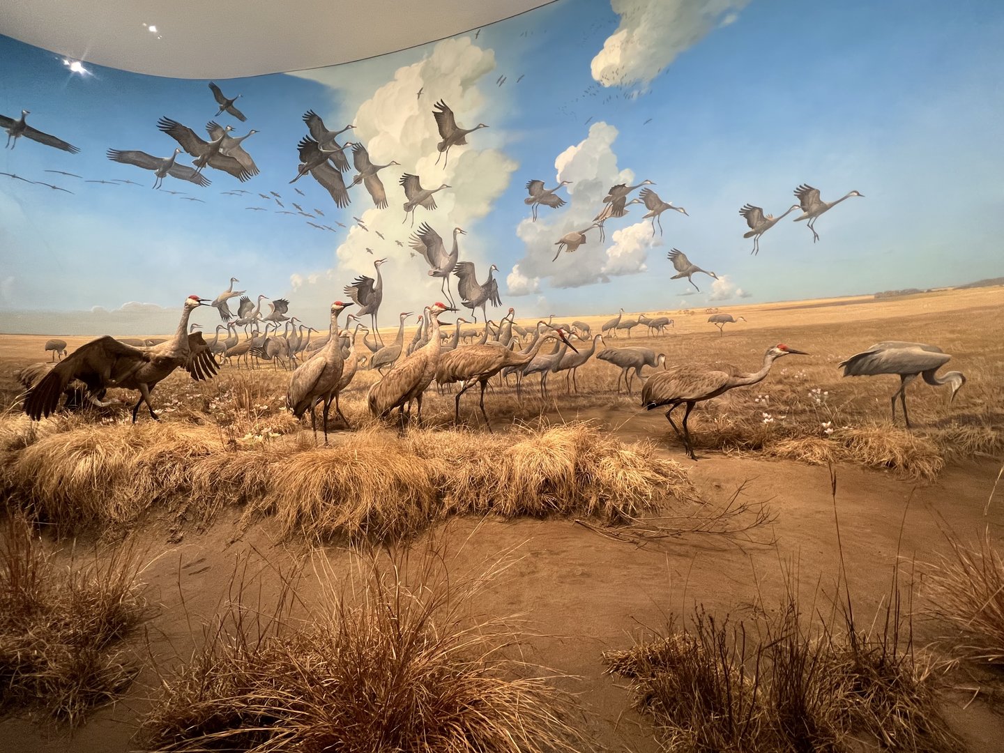 Sandhill Crane Display